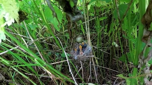 От яйца до птенца - в гнезде камышовки
