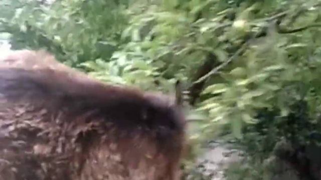 Чем заменить кусторез. смотреть онлайн