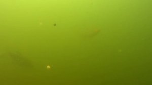 Подводное видео.Водохранилище.Underwater video.Reservoir.