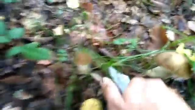 За грибами 2018,жесть много грибов после дождей,Подберезовики,Белые грибы,подосиновики,лисички смотреть онлайн