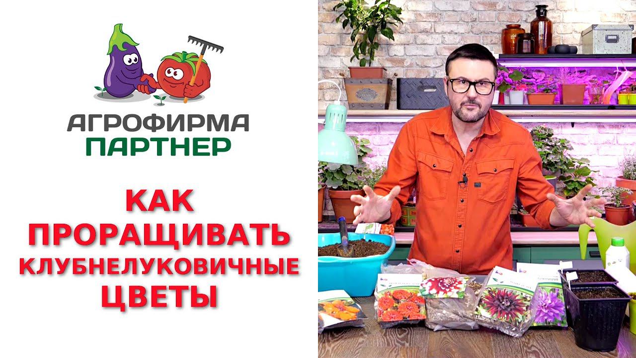 КАК ПРОРАЩИВАТЬ КЛУБНЕЛУКОВИЧНЫЕ ЦВЕТЫ