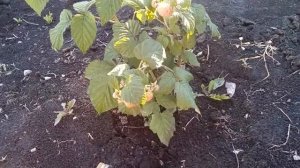 Малина ЭРИКА! НОВИНКА!!!