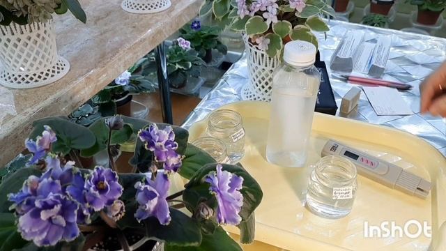 Очистка воды методом замораживания! Тестируем талую воду! Подходит ли она для полива фиалок?