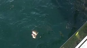 Ловля скумбрии на алабамский зонтик. Рыбалка в Швеции, Балтийское море. Mackerel catching in Sweden