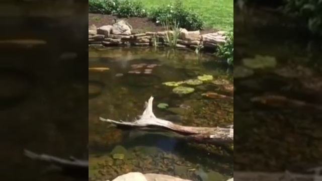 22 марта СОРОКИ, ЖАВОРОНКИ смотреть онлайн