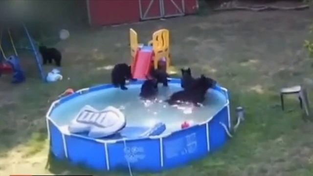 Видеонарезка про медведей