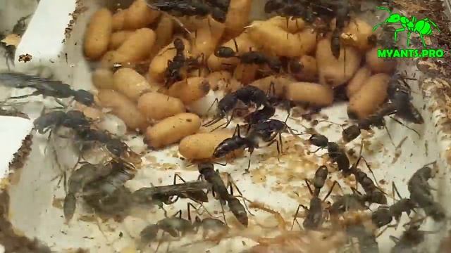 Муравьи Венаторы (Harpegnathos venator) смотреть онлайн