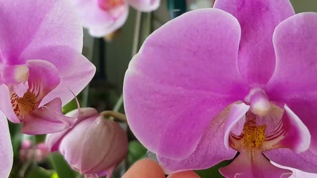 Цветение орхидей выращены из семян! От семян до цветение прошло почти шесть лет! смотреть онлайн