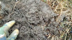 ПЕРВЫЙ КОП С МЕТАЛЛОИСКАТЕЛЕМ MINELAB X-TERRA 705. КОМИ КОП.
