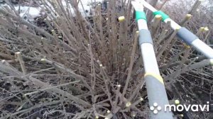 Как обрезать колючие кустарники, в том числе розы? Стрижка барбариса.