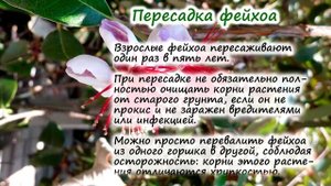 ФЕЙХОА ?: посадка и уход?, пересадка, размножение, болезни и вредители