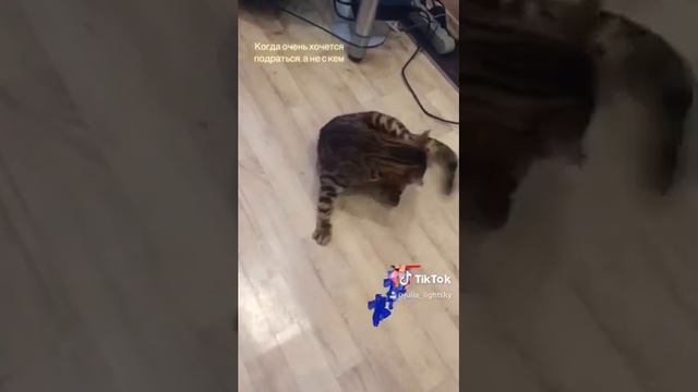 Кот дерётся сам с собой