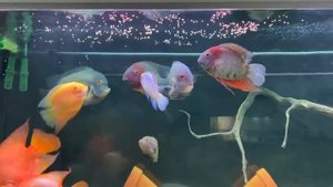 Кормление Северумов, Уару, Попугаев кормом Ocean Free (OF) Intense Red Blood Parrot