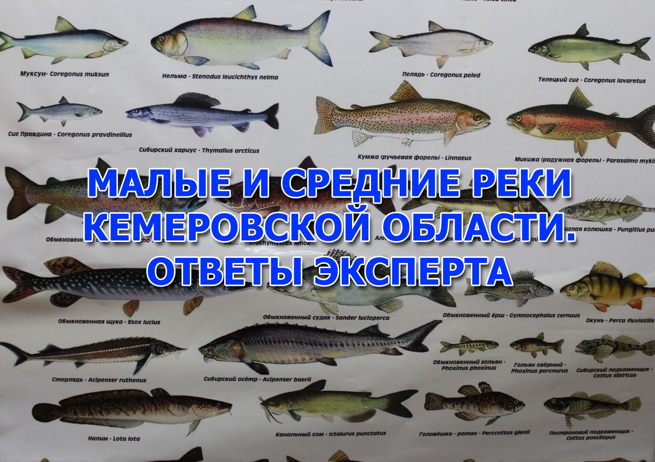 Малые и средние реки Кемеровской области. ответы эксперта