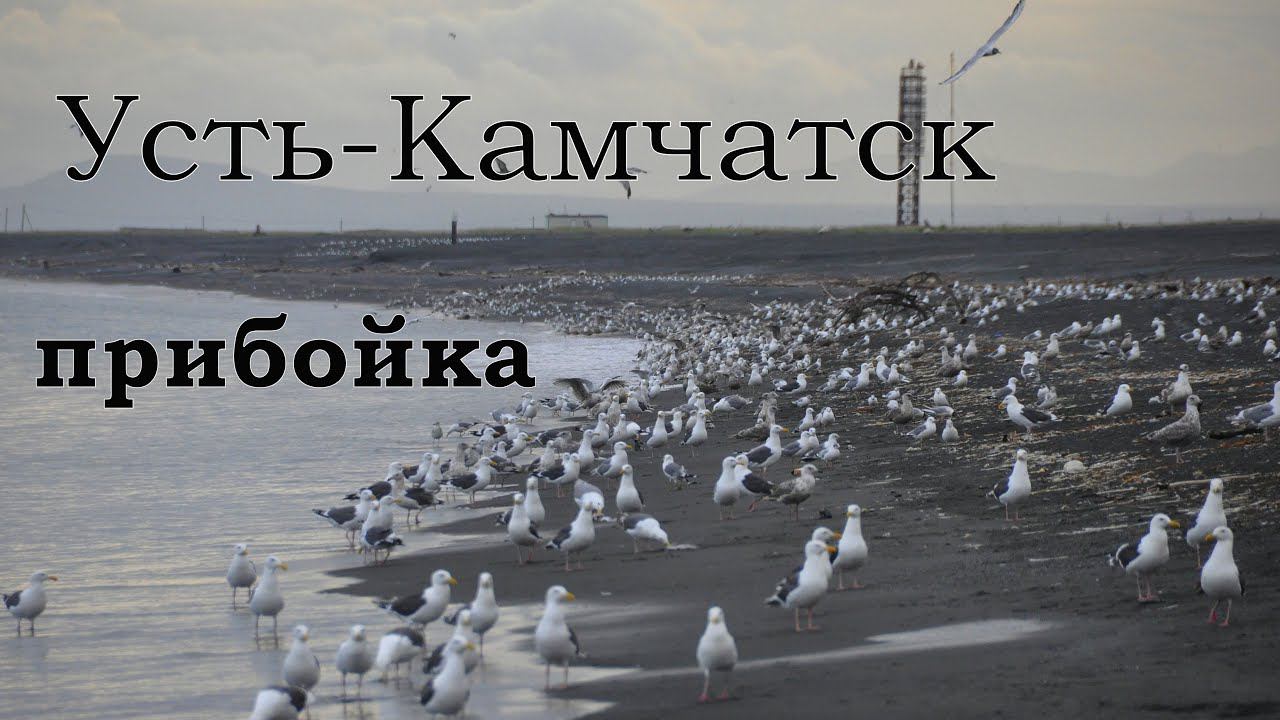 Усть-Камчатск / прибойка 2021 смотреть онлайн