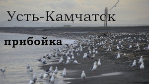 Усть-Камчатск / прибойка 2021