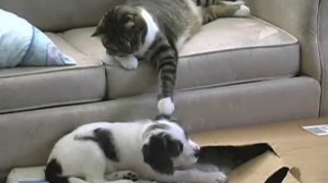 Cat Teaches Puppy #(BAD puppy)