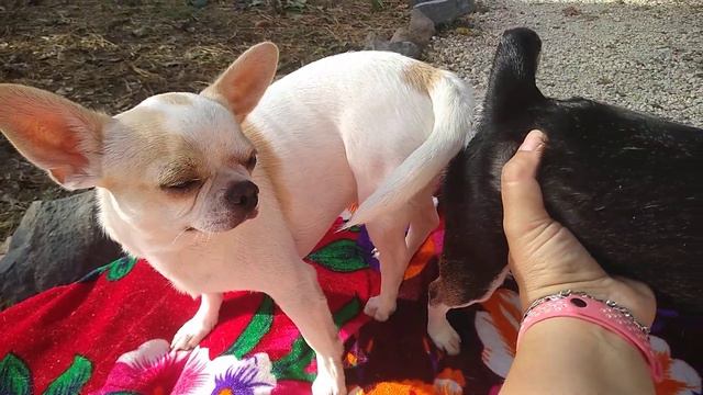 вязка собак чихуахуа Елисей и Дэля СИМФЕРОПОЛЬ Кастропуло смотреть онлайн