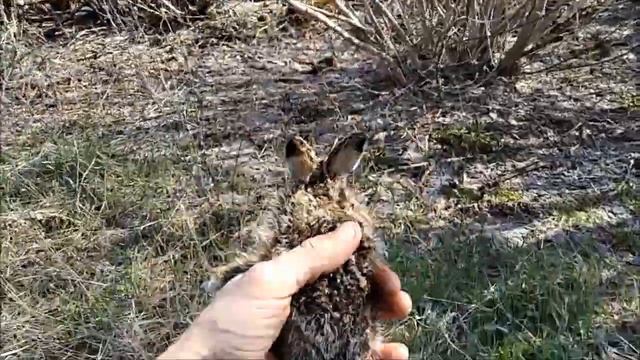 Ушастый Заяц. Пухнастый камикадзе кинулся под севалку. Апрельский выводок. смотреть онлайн