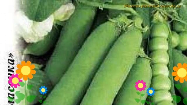 Горох Фея (Горох). Краткий обзор: Горох Фея описание характеристик, где купить семена pisum sativum смотреть онлайн