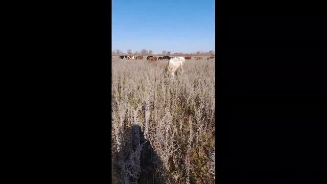 Смотрите мой стрим по "Гарри Поттер: магия и загадки" в "Omlet Arcade"! смотреть онлайн