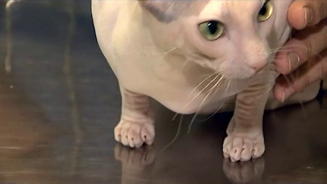 Как ухаживать за лысыми кошками смотреть онлайн