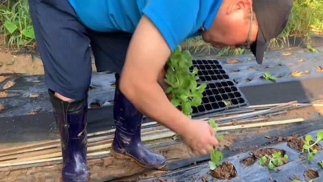 김장용 배추 모종으로 텃밭에 정식하기 - 배추모종 잘 심는 방법 смотреть онлайн