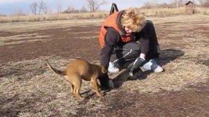 щенок малинуа 2 месяца, п-к "Классик Аллерт"
