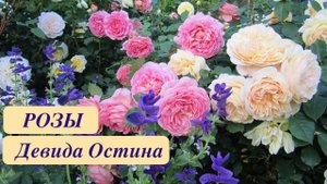РОЗЫ ДЕВИДА ОСТИНА. ОБЗОР КРАСИВЫХ СОРТОВ. David Austin's Roses. Rose Garden. ДАЧНЫЙ КРЕАТИВ.