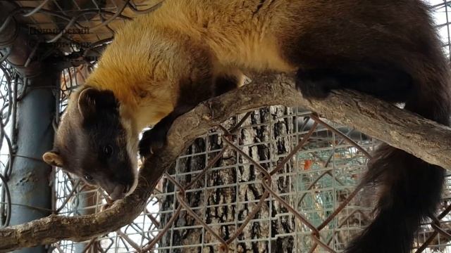 Харза в Приморском Сафари-парке смотреть онлайн