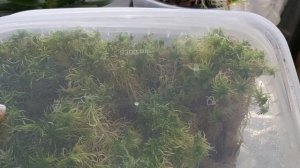 Орхидея с цветоноса ОТДЕЛЕНИЯ  и ПОСАДКА в Живой мох / КАК ХРАНИТЬ ЖИВОЙ МОХ