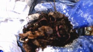 Трудности при выращивании червей дома. Вся правда. Черви разные. Есть и с огорода.