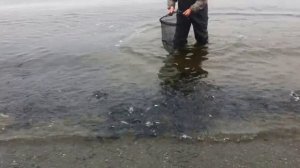 Мойва на Камчатке