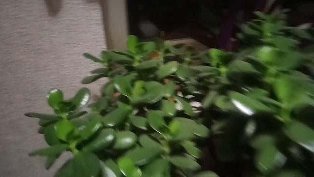 Як квітне грошове дерево  Такого я ще ніколи не бачив  Спостереження за 22 дні  Дивитись до кінця