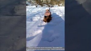 Норвич- терьер  гуляет по снегу