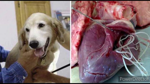 Глисты у собак смотреть онлайн