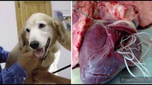 Глисты у собак