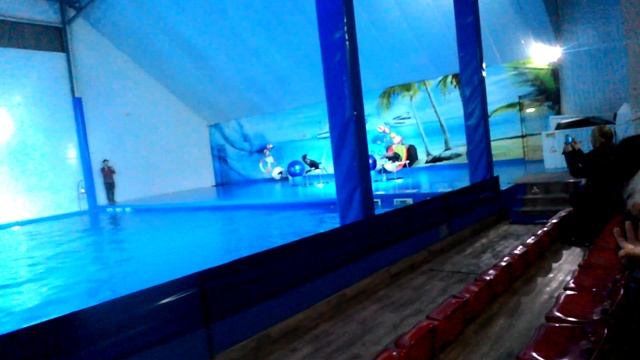 Морские Тюлени! смотреть онлайн