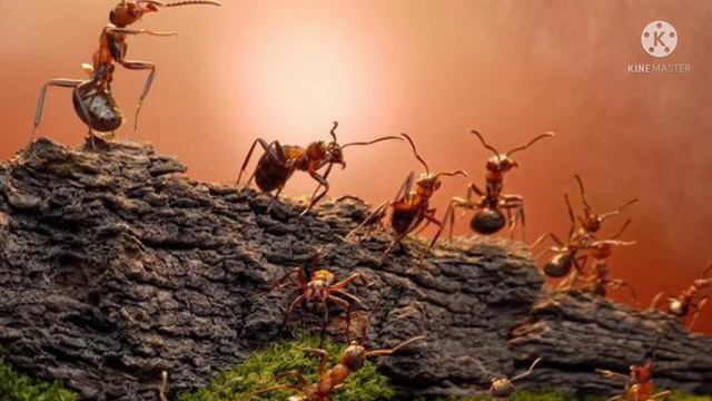 #The Battle Of Ants# By #Henry David Thoreau# Story in #Tamil# смотреть онлайн