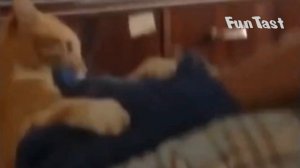 Злой кот загнал хозяина на балкон