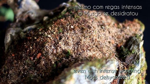 Melany - han-kengai (Azaleia / Rhododendron simsii) vídeo 8
