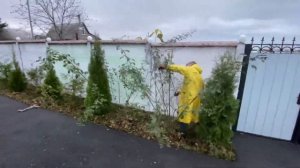 Дача. Подготовка роз к зиме. Укрываем и утепляем розы. Подвязываем хвойные. Агава.