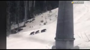 На горнолыжном курорте Красной Поляны заметили медведей