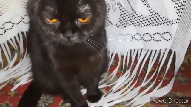 #шотладская #вислоухая #кошка Знакомьтесь наши кошки скотиш страйт и скотиш фолд смотреть онлайн