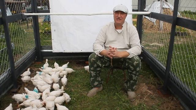 Курица несет яйцо без скорлупы. Что делать?