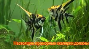 Мраморные скалярии (обычные и золотые) - стандарт породы