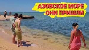 Они пришли к нам! #Голубицкая. Пляжи от Золотой рыбки до Центрального! #медузы.