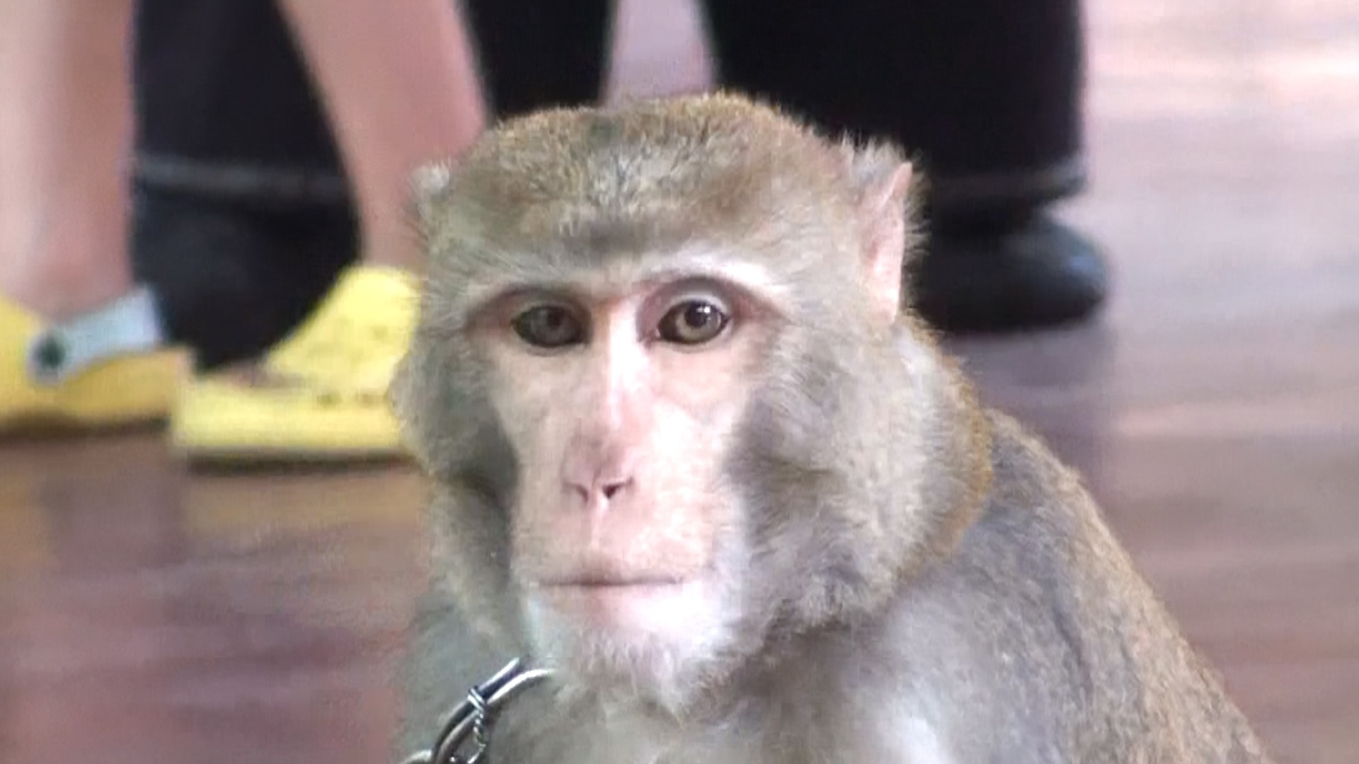 Санья - Остров Обезьян смотреть онлайн