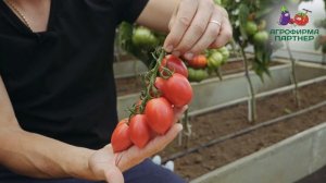 УРОЖАЙНЫЙ И ВКУСНЫЙ ТОМАТ МАЛИНОВОЕ ПЛАМЯ
