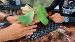 tips memasang (mounting),panen  platycerium Elephantotis bersama Mr Putu Plantbydestiny